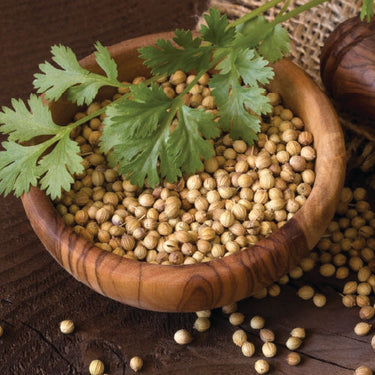 Coriander Seeds - Rajasthan